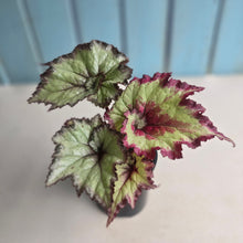 Load image into Gallery viewer, #R32 Begonia Strawberry Swirl