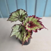 Load image into Gallery viewer, #R32 Begonia Strawberry Swirl