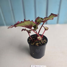 Load image into Gallery viewer, #R32 Begonia Strawberry Swirl