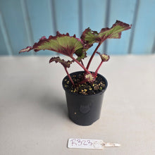Load image into Gallery viewer, #R32 Begonia Strawberry Swirl
