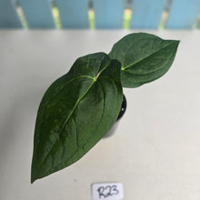 Load image into Gallery viewer, #R23 Anthurium Guatemalan x Magnificum