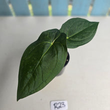 Load image into Gallery viewer, #R23 Anthurium Guatemalan x Magnificum