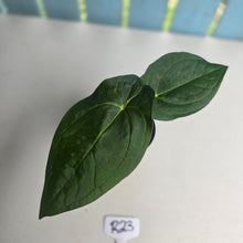 Load image into Gallery viewer, #R23 Anthurium Guatemalan x Magnificum