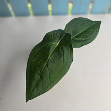 Load image into Gallery viewer, #R23 Anthurium Guatemalan x Magnificum