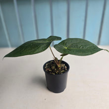 Load image into Gallery viewer, #R23 Anthurium Guatemalan x Magnificum