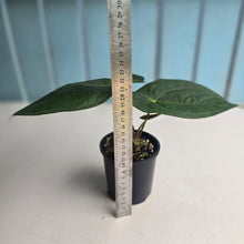 Load image into Gallery viewer, #R23 Anthurium Guatemalan x Magnificum