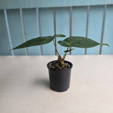 Load image into Gallery viewer, #R23 Anthurium Guatemalan x Magnificum