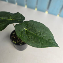 Load image into Gallery viewer, #R23 Anthurium Guatemalan x Magnificum