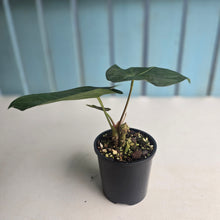 Load image into Gallery viewer, #R23 Anthurium Guatemalan x Magnificum