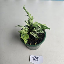 Load image into Gallery viewer, #R5 Variegated Monstera Adansonii Mint