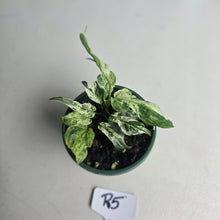 Load image into Gallery viewer, #R5 Variegated Monstera Adansonii Mint