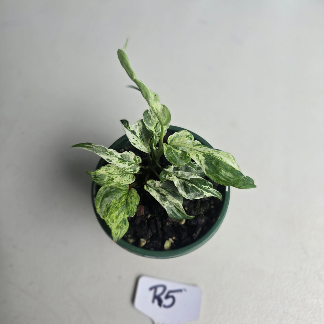 #R5 Variegated Monstera Adansonii Mint