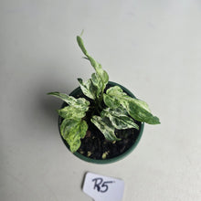 Load image into Gallery viewer, #R5 Variegated Monstera Adansonii Mint