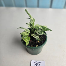 Load image into Gallery viewer, #R5 Variegated Monstera Adansonii Mint