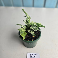Load image into Gallery viewer, #R5 Variegated Monstera Adansonii Mint