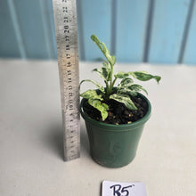 Load image into Gallery viewer, #R5 Variegated Monstera Adansonii Mint