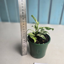 Load image into Gallery viewer, #R5 Variegated Monstera Adansonii Mint