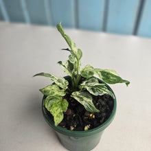 Load image into Gallery viewer, #R5 Variegated Monstera Adansonii Mint