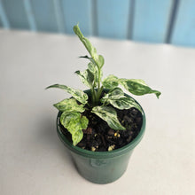 Load image into Gallery viewer, #R5 Variegated Monstera Adansonii Mint