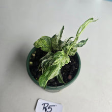 Load image into Gallery viewer, #R5 Variegated Monstera Adansonii Mint