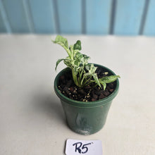 Load image into Gallery viewer, #R5 Variegated Monstera Adansonii Mint