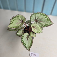 Load image into Gallery viewer, #D48 Begonia Unknown