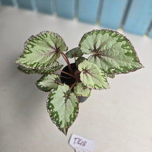 Load image into Gallery viewer, #D48 Begonia Unknown