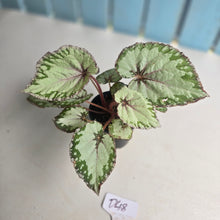 Load image into Gallery viewer, #D48 Begonia Unknown