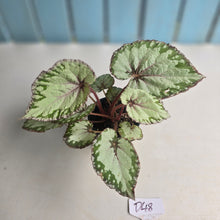 Load image into Gallery viewer, #D48 Begonia Unknown
