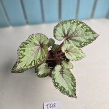 Load image into Gallery viewer, #D48 Begonia Unknown