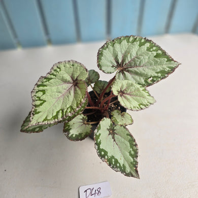#D48 Begonia Unknown