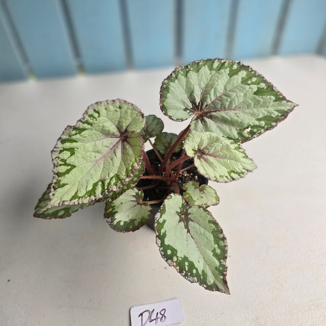 #D48 Begonia Unknown