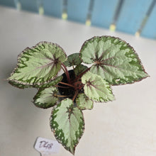 Load image into Gallery viewer, #D48 Begonia Unknown