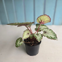Load image into Gallery viewer, #D48 Begonia Unknown