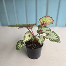 Load image into Gallery viewer, #D48 Begonia Unknown