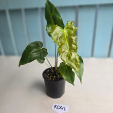 Load image into Gallery viewer, #RD42 Anthurium Twisted Veitchii x Veitchii