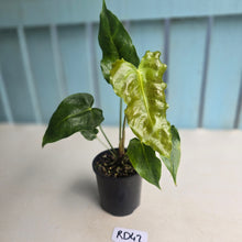 Load image into Gallery viewer, #RD42 Anthurium Twisted Veitchii x Veitchii