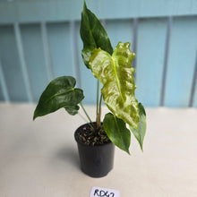 Load image into Gallery viewer, #RD42 Anthurium Twisted Veitchii x Veitchii