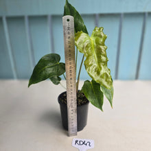 Load image into Gallery viewer, #RD42 Anthurium Twisted Veitchii x Veitchii