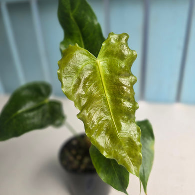 #RD42 Anthurium Twisted Veitchii x Veitchii