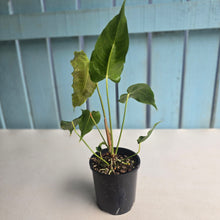 Load image into Gallery viewer, #RD42 Anthurium Twisted Veitchii x Veitchii