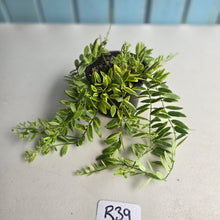 Load image into Gallery viewer, #R39 Variegated Aeschynanthus