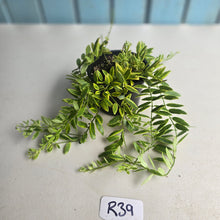 Load image into Gallery viewer, #R39 Variegated Aeschynanthus