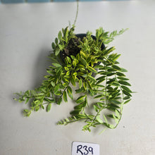 Load image into Gallery viewer, #R39 Variegated Aeschynanthus