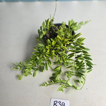 Load image into Gallery viewer, #R39 Variegated Aeschynanthus