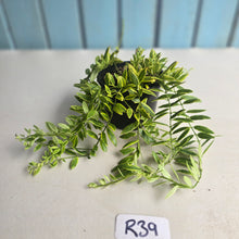 Load image into Gallery viewer, #R39 Variegated Aeschynanthus