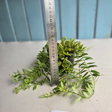 Load image into Gallery viewer, #R39 Variegated Aeschynanthus