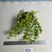 Load image into Gallery viewer, #R39 Variegated Aeschynanthus