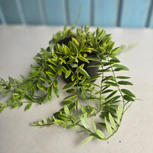 Load image into Gallery viewer, #R39 Variegated Aeschynanthus