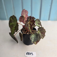 Load image into Gallery viewer, #RB13 Begonia Black Star Rising